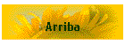 Arriba